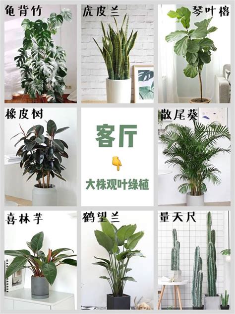 綠植盆栽|室內植栽推薦｜7 種適合室內的盆栽，打造你的綠意天